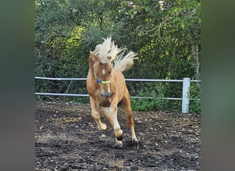Haflinger, Hengst, 4 Jahre, 151 cm, Fuchs