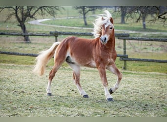 Haflinger, Hengst, 4 Jahre, 153 cm, Fuchs