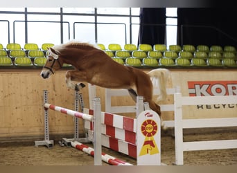 Haflinger, Hengst, 4 Jahre, 153 cm, Fuchs