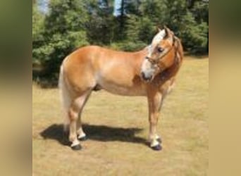 Haflinger, Hengst, 5 Jaar, 142 cm, Roodvos