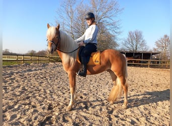 Haflinger, Hengst, 5 Jaar, 152 cm, Vos