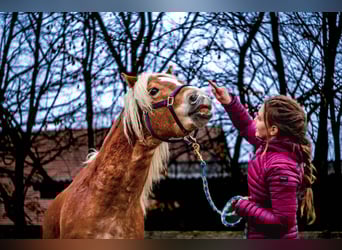 Haflinger, Hengst, 5 Jaar, 155 cm, Donkere-vos