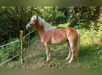 Haflinger Mix, Hengst, 5 Jahre, 139 cm, Dunkelbrauner
