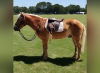Haflinger, Hengst, 5 Jahre, 142 cm, Rotfuchs