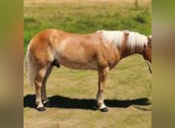 Haflinger, Hengst, 5 Jahre, 142 cm, Rotfuchs