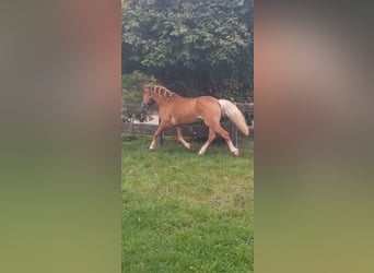 Haflinger, Hengst, 5 Jahre, 147 cm, Fuchs
