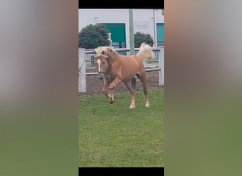 Haflinger, Hengst, 5 Jahre, 147 cm, Fuchs