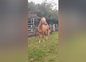 Haflinger, Hengst, 5 Jahre, 147 cm, Fuchs