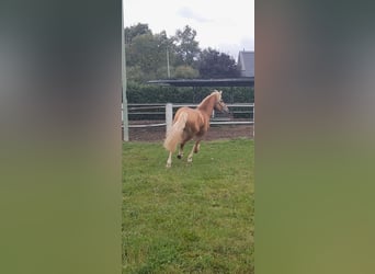 Haflinger, Hengst, 5 Jahre, 147 cm, Fuchs