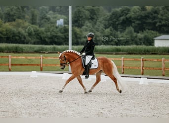 Haflinger, Hengst, 5 Jahre, 149 cm, Fuchs
