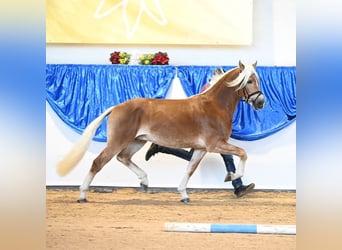 Haflinger, Hengst, 5 Jahre, 152 cm
