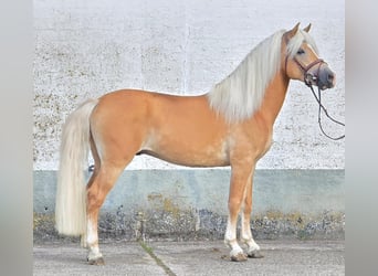 Haflinger, Hengst, 5 Jahre, 153 cm