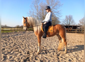 Haflinger Mix, Hengst, 5 Jahre, 153 cm, Fuchs