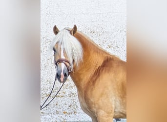 Haflinger, Hengst, 5 Jahre, 153 cm