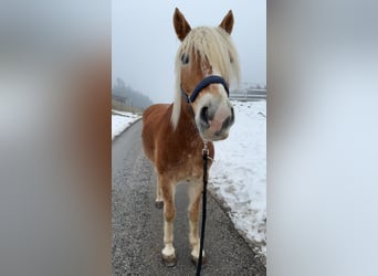 Haflinger, Hengst, 5 Jahre, 154 cm