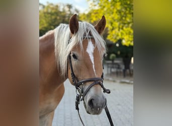 Haflinger, Hengst, 5 Jahre, 155 cm, Fuchs