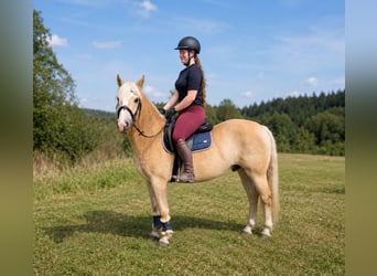 Haflinger, Hengst, 6 Jaar, 150 cm, Vos