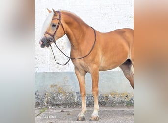 Haflinger, Hengst, 6 Jaar, 153 cm