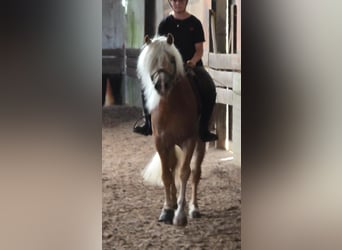 Haflinger, Hengst, 6 Jaar, 153 cm