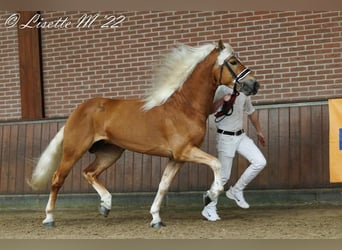 Haflinger, Hengst, 6 Jaar, 153 cm, Vos