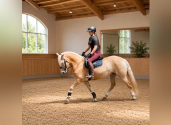 Haflinger, Hengst, 6 Jahre, 150 cm, Fuchs