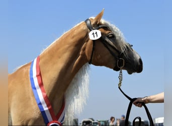 Haflinger, Hengst, 6 Jahre, 155 cm, Fuchs