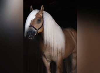 Haflinger, Hengst, 7 Jaar, 148 cm, Falbe