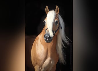 Haflinger, Hengst, 7 Jaar, 148 cm, Falbe