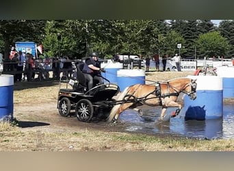 Haflinger, Hengst, 7 Jahre, 148 cm, Fuchs