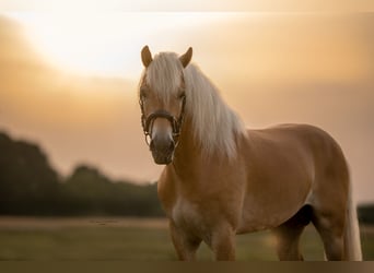 Haflinger, Hengst, 7 Jahre, 153 cm, Fuchs