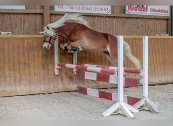 Haflinger, Hengst, 8 Jaar, 146 cm, Vos