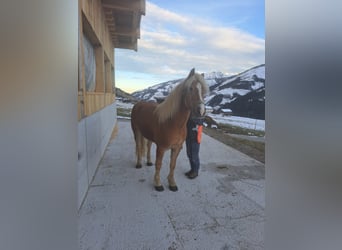 Haflinger, Hengst, 8 Jaar