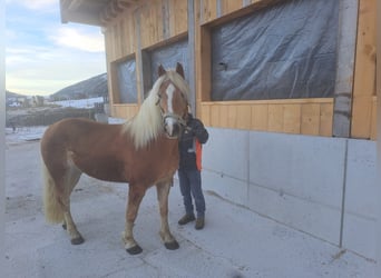 Haflinger, Hengst, 8 Jahre