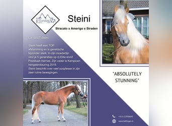 Haflinger, Hengst, 4 Jahre, 151 cm