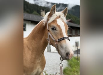Haflinger, Hengst, Fohlen (02/2026), 133 cm, Fuchs