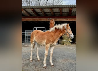 Haflinger, Hengst, Fohlen (04/2025), 135 cm, Fuchs