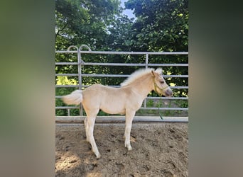 Haflinger, Hengst, Fohlen (03/2025), 147 cm, Fuchs