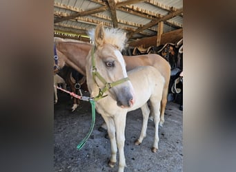 Haflinger, Hengst, Fohlen (03/2025), 147 cm, Fuchs