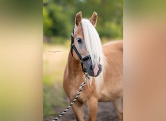 Haflinger, Hengst, Fohlen (05/2023), 149 cm