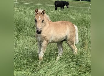 Haflinger, Hengst, Fohlen (04/2024), 150 cm