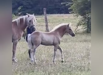 Haflinger, Hengst, Fohlen (04/2024), 150 cm