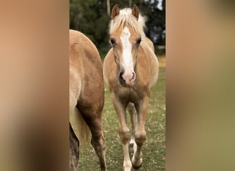 Haflinger, Hengst, Fohlen (03/2026), 150 cm