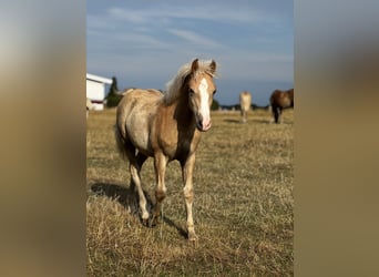 Haflinger, Hengst, Fohlen (03/2026), 150 cm