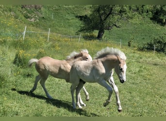 Haflinger, Hengst, Fohlen (02/2026), 150 cm