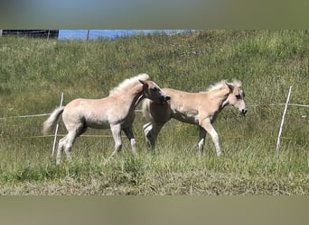 Haflinger, Hengst, Fohlen (02/2026), 150 cm