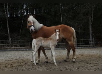 Haflinger, Hengst, , 150 cm, Fuchs