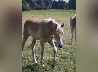 Haflinger, Hengst, Fohlen (04/2025), 150 cm, Fuchs