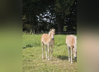 Haflinger, Hengst, Fohlen (04/2025), 150 cm, Fuchs