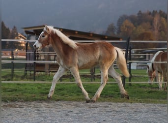 Haflinger, Hengst, Fohlen (04/2024), 150 cm, Fuchs