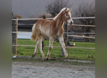 Haflinger, Hengst, Fohlen (04/2024), 150 cm, Fuchs